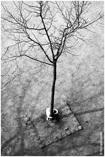 petit chat blanc se faisant les griffes sur un tronc d'arbre de St Malo-reproduction interdite sans accord pralable de l'auteur- 2010 Christophe Letellier tous droits rservs.